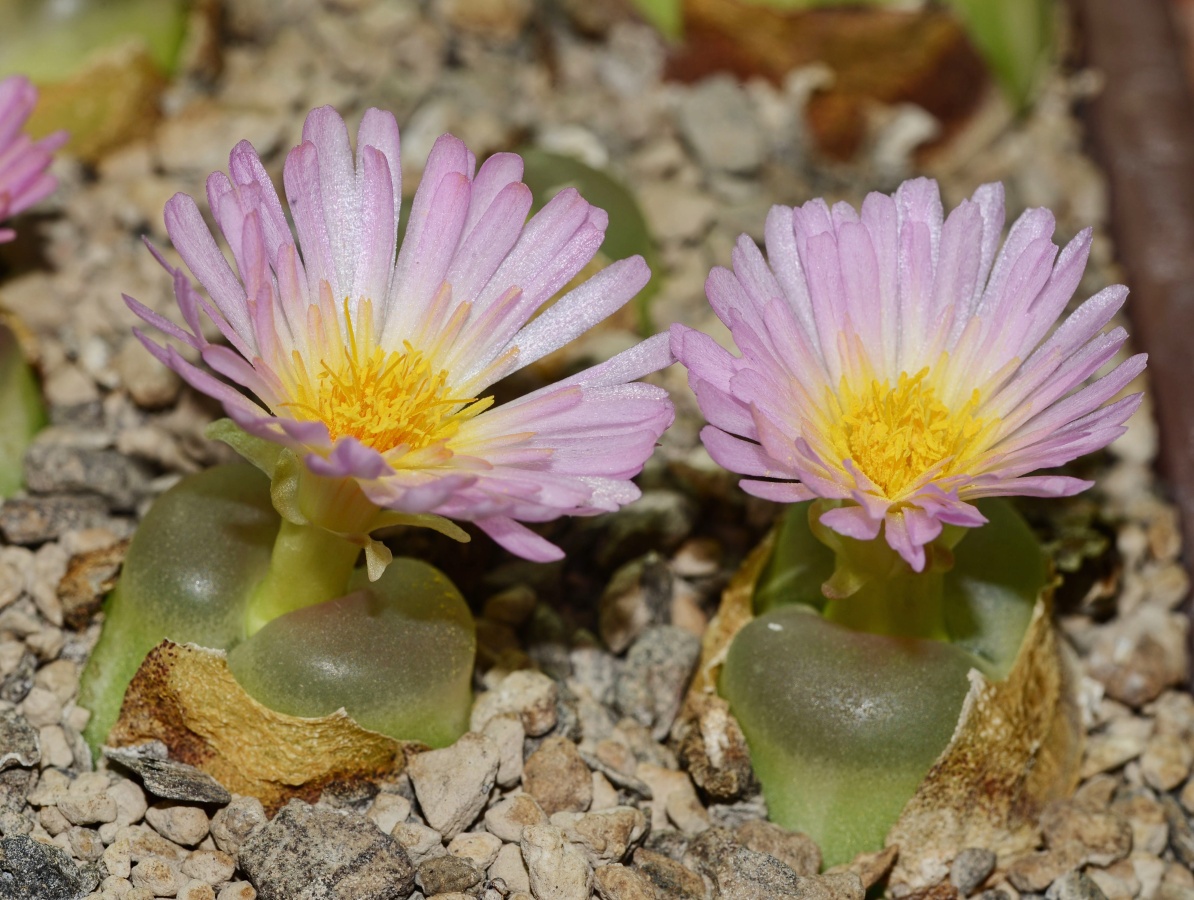 C284-2 conophytum ratum onder namies msg2245 2