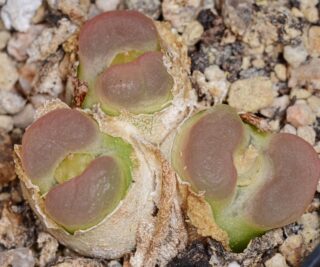 C284-3 conophytum ratum sh1200 sw of namies mg1473 18 1