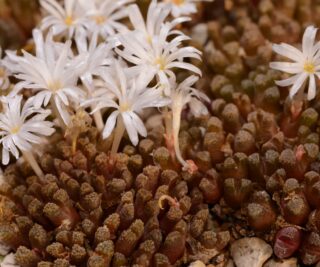 C285-7 conophytum reconditum roodekloof dark brown body 1