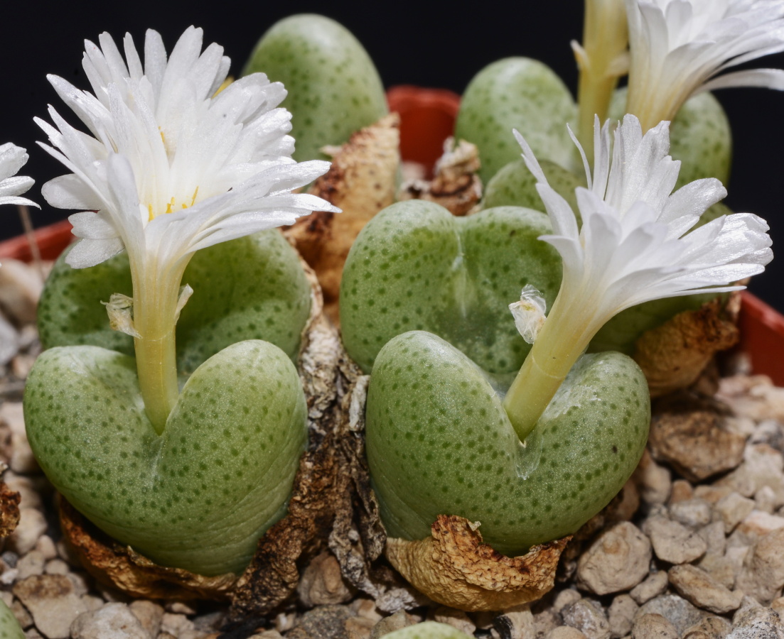 C305-1 conophytum schlechteri sb1197 farquharsonskop mg14518 3