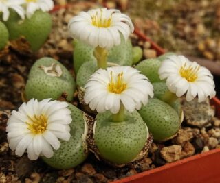 C305-1 conophytum schlechteri sb1197 farquharsonskop mg14518 4
