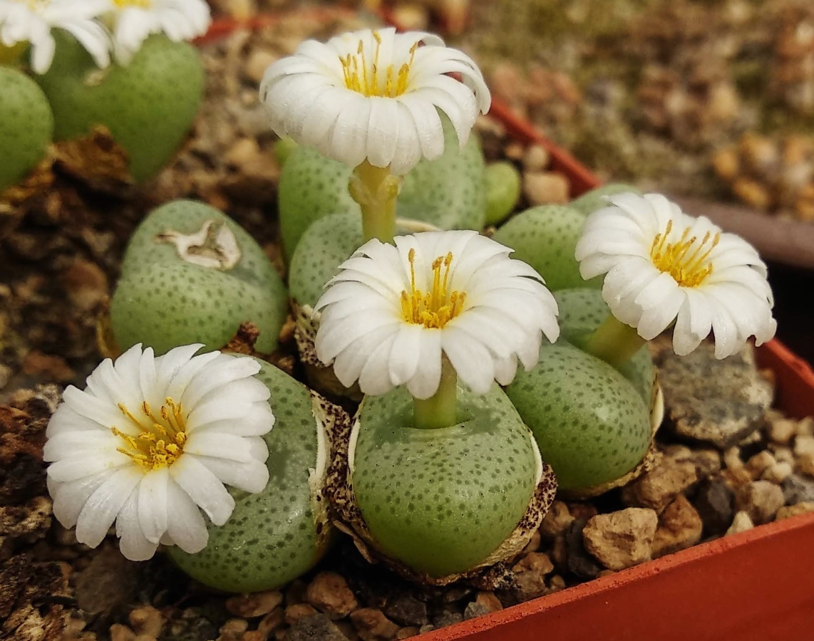C305-1 conophytum schlechteri sb1197 farquharsonskop mg14518 4
