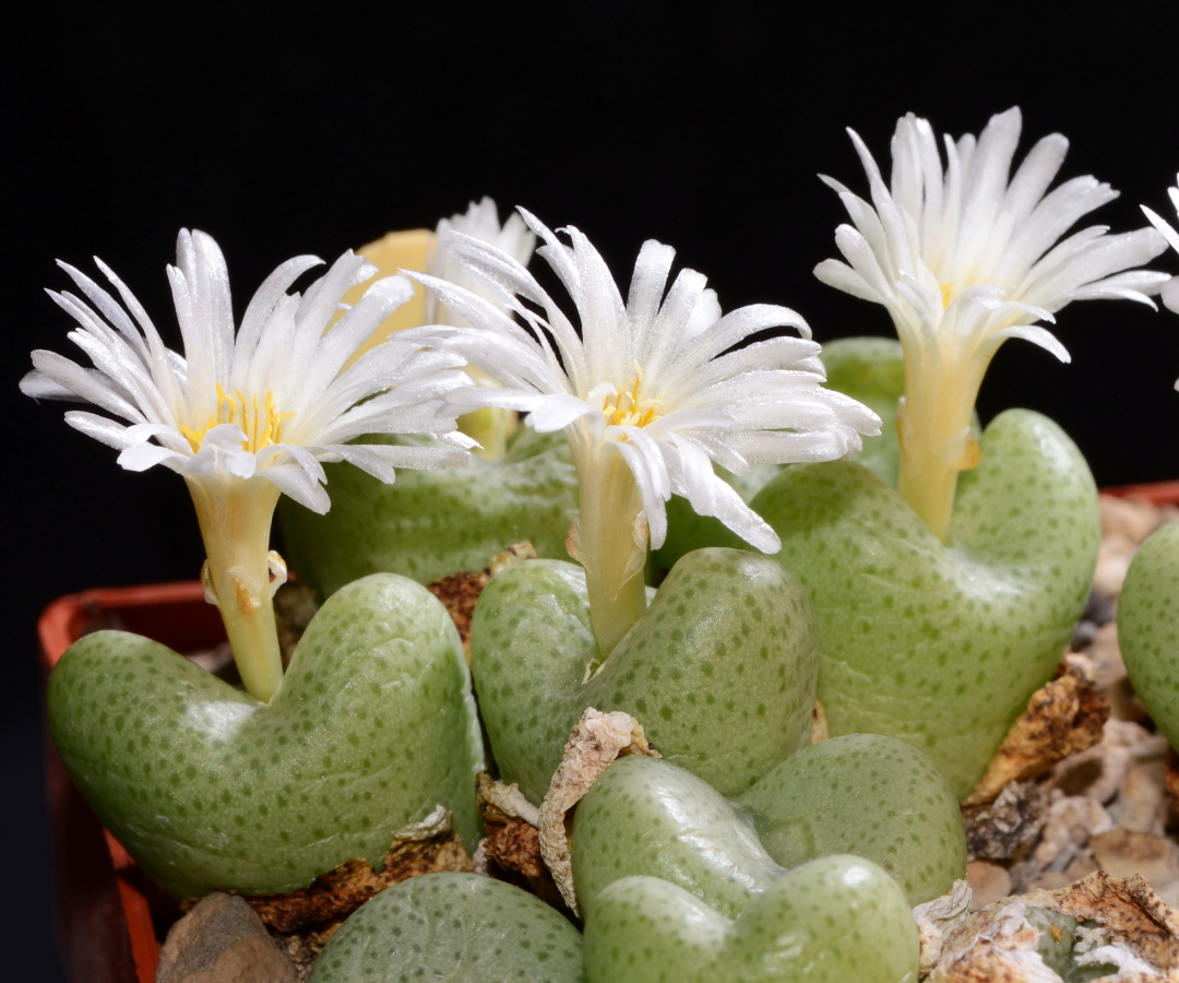 C305-1 conophytum schlechteri sb1197 farquharsonskop mg14518 6