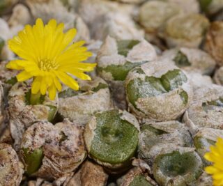 C306-2 conophytum smaleorum tl 2