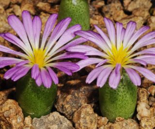 C307-1 conophytum smorenskaduense sb633 smorenskadu mg 1