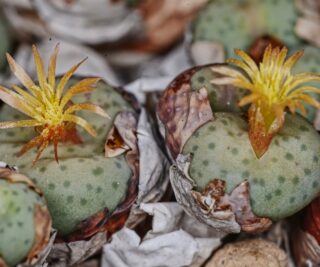 C311-4 conophytum stevens jonesianum ykosies myn 1