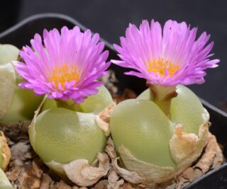 C315-3 conophytum subfenestratum se of nuwerus 1