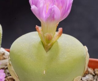 C315-6 conophytum subfenestratum cm35 near kliprand msg2152 1
