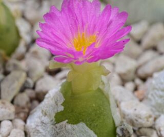 C316-1 conophytum subterraneum tl 3