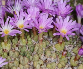 C322-2 conophytum tantillum ssp eenkokerense konkyp 1