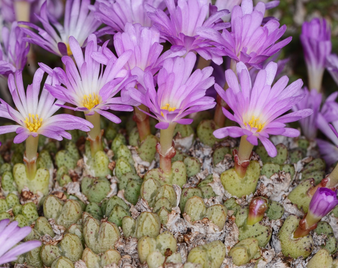 C322-2 conophytum tantillum ssp eenkokerense konkyp 1