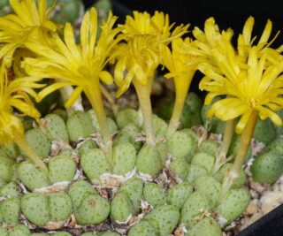 C324-2 conophytum tantillum ssp inexpectatum umdaus mg1473 11 1