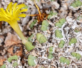 C324-4 conophytum tantillum ssp inexpectatum n of umdaus 1