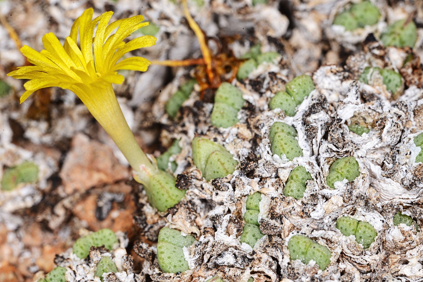 C324-4 conophytum tantillum ssp inexpectatum n of umdaus 1