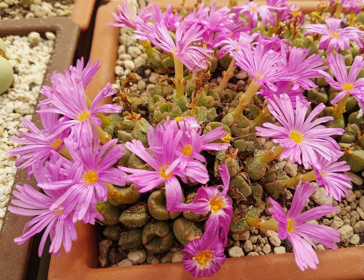 C331-11 conophytum taylorianum ssp ernianum rooiberg namib cop75 2 1