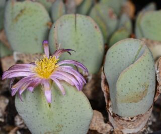 C332-1 conophytum taylorianum ssp ernianum aff kegelberg aurus mg1456 1 1