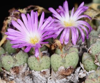 C334-1 conophytum taylorianum ssp nova cornelsberg mg14558 1