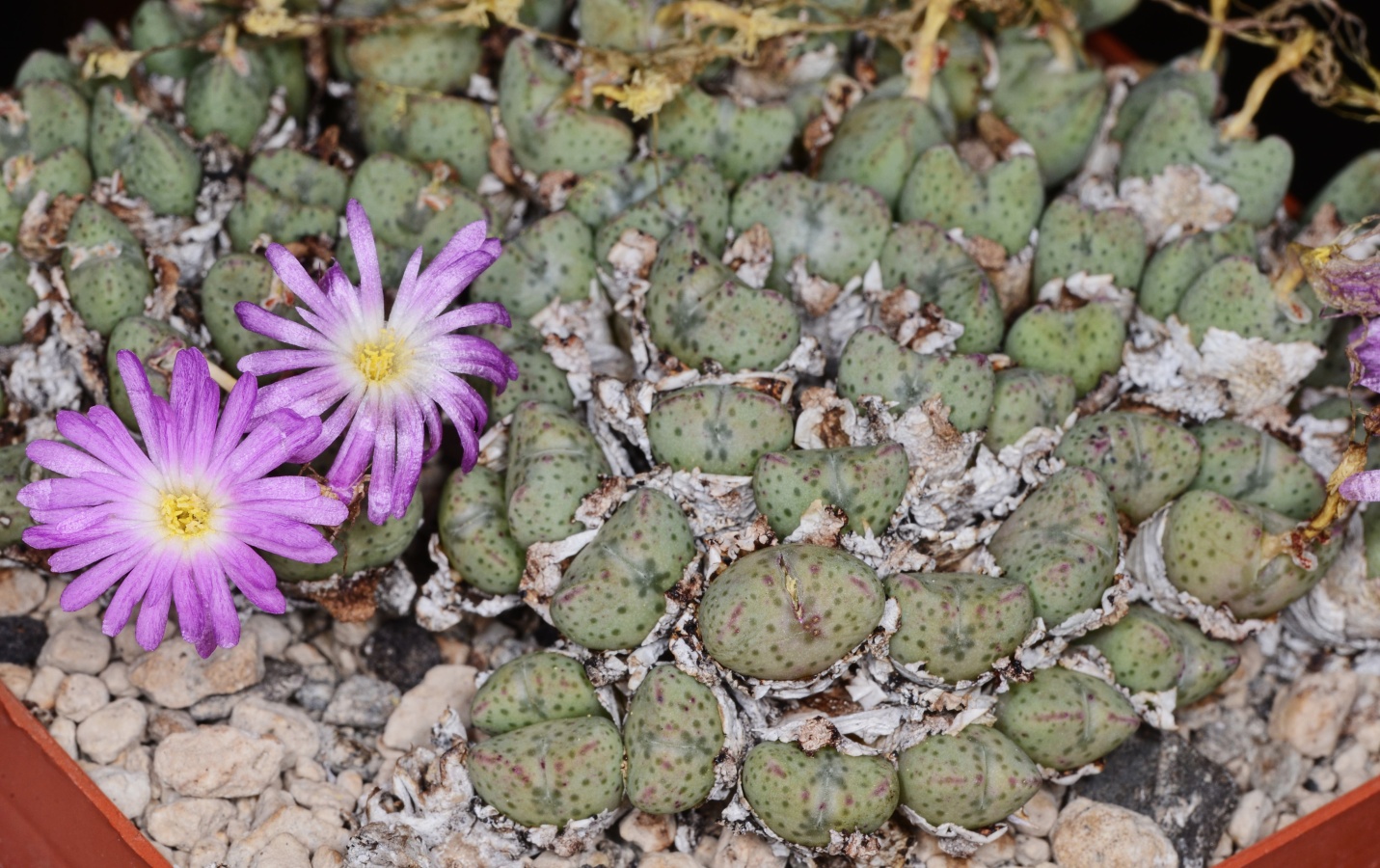 Conophytum taylorianum 'ssp. nova', Cornelsberg (MG1455.8), 20-30