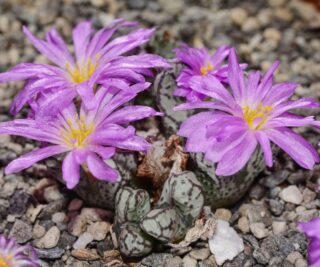 C340-5 conophytum turrigerum weltevrede 2