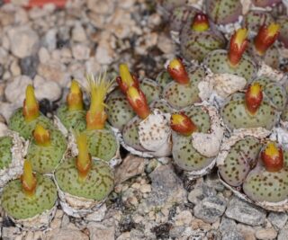 C341-1 conophytum uviforme grootgraafwater cross 1