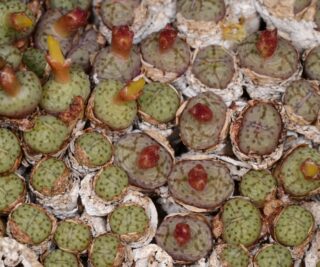 C341-23 conophytum uviforme sb952 bitterfontein mg1465 3 3