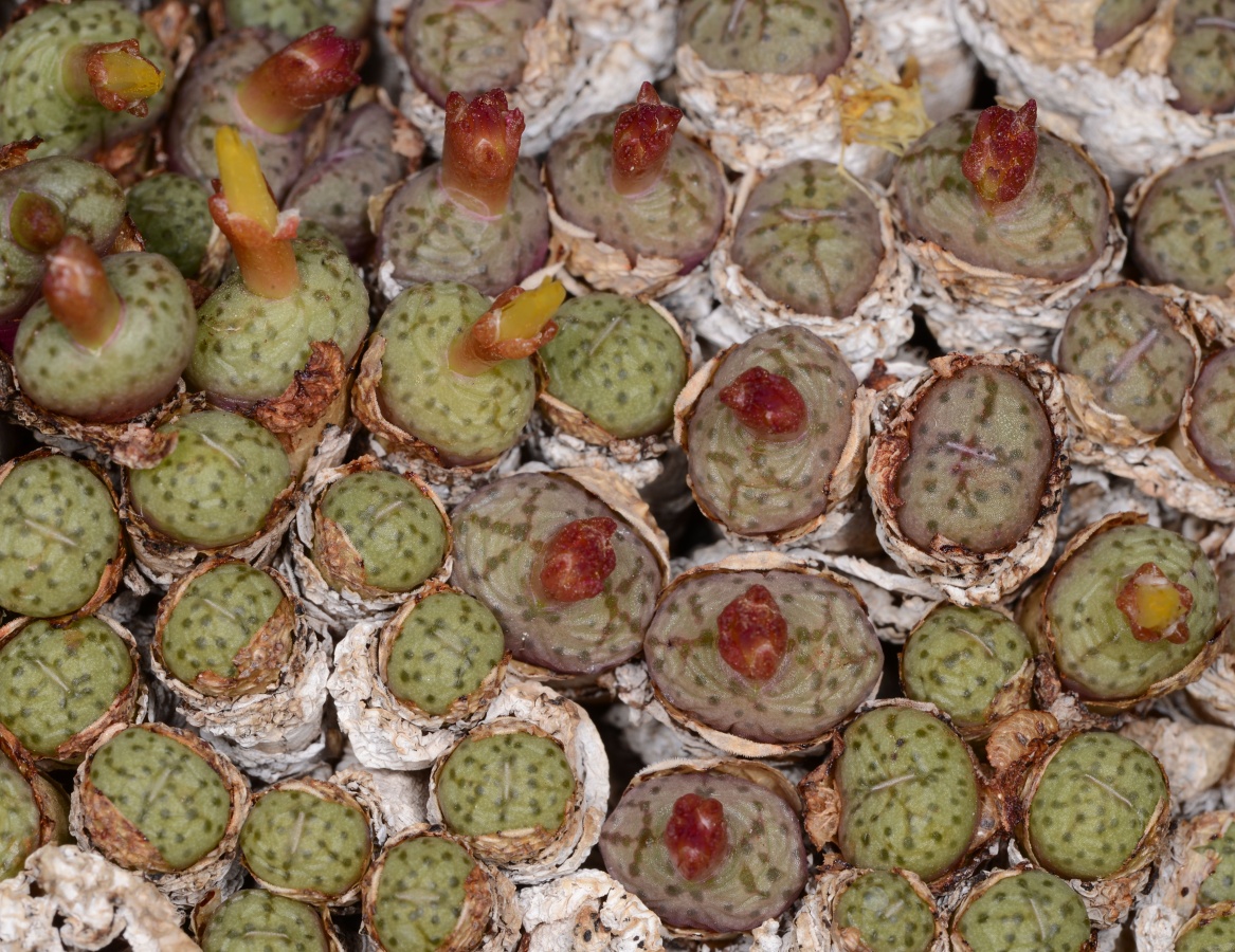C341-23 conophytum uviforme sb952 bitterfontein mg1465 3 3