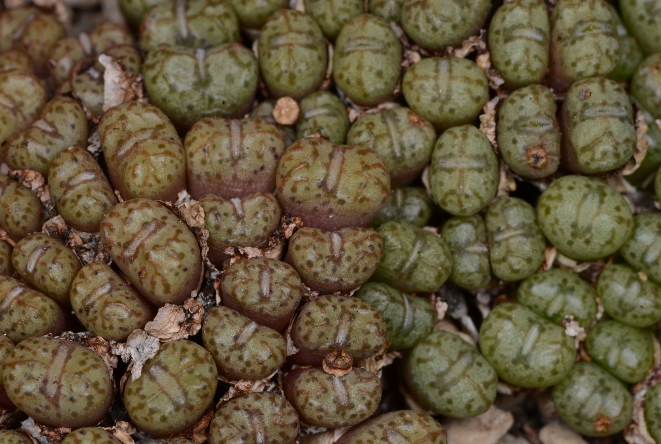 C343-5 conophytum uviforme ssp decoratum e of doornkraal bigger i 1