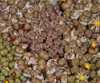 C343-7 conophytum uviforme ssp decoratum koelfontein 1