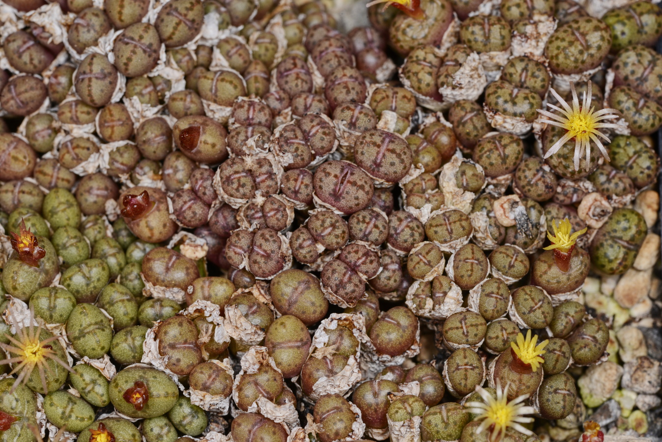 C343-7 conophytum uviforme ssp decoratum koelfontein 1