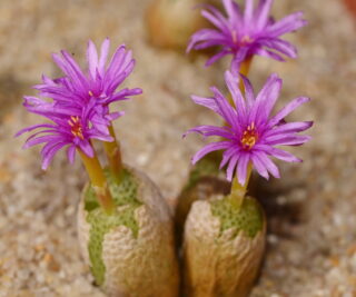 C347-3 conophytum vanheerdei sb794 kangnas mg1468 71 1