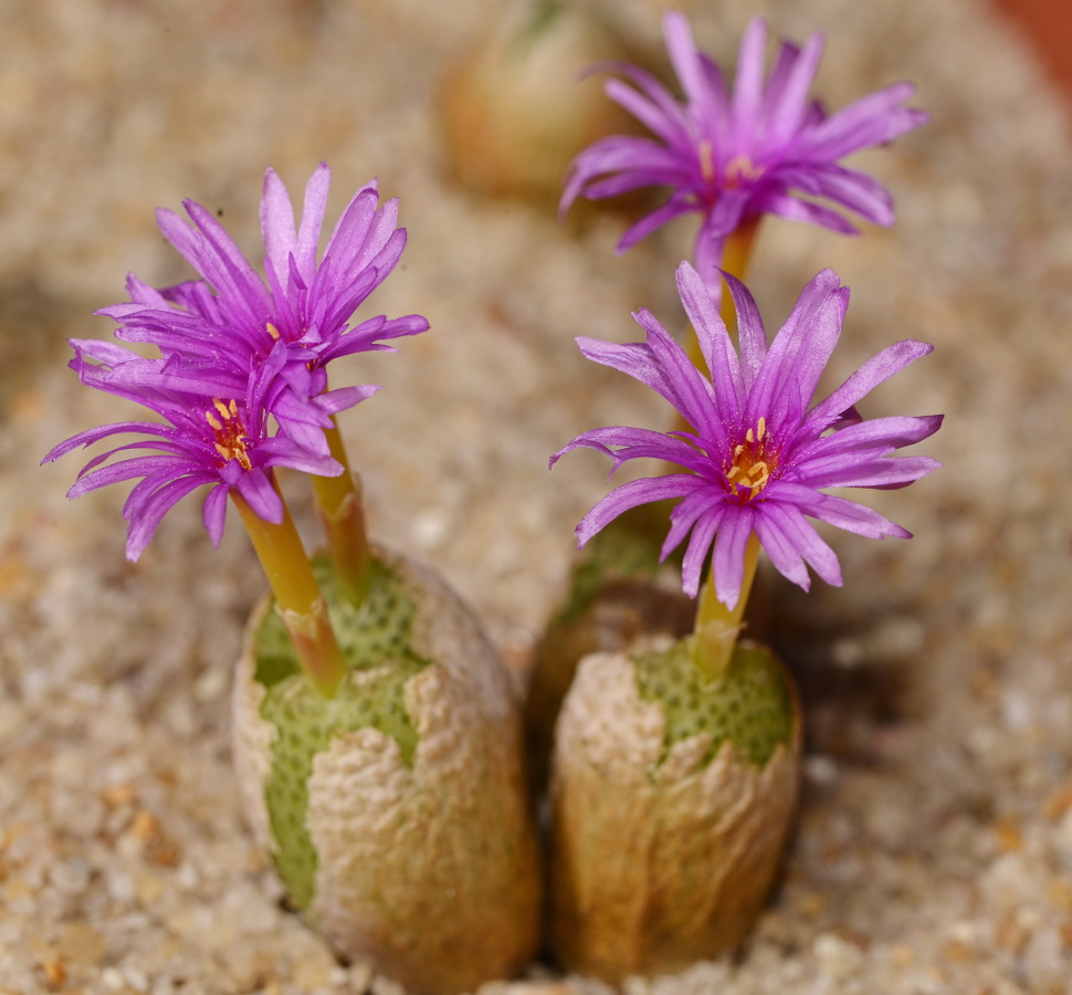 C347-3 conophytum vanheerdei sb794 kangnas mg1468 71 1