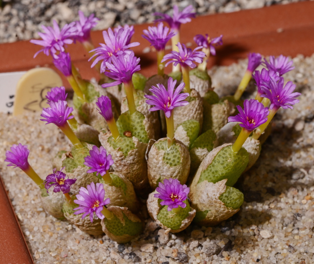 C347-3 conophytum vanheerdei sb794 kangnas mg1468 71 2