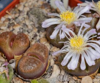 C350-10 conophytum verrucosun gamoep variable 2