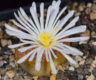 C350-2 conophytum verrucosum eh980 stofvlei msg2360 3