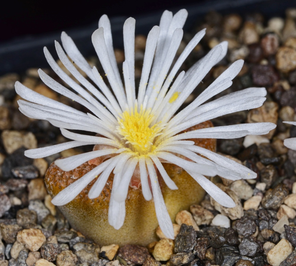 C350-2 conophytum verrucosum eh980 stofvlei msg2360 3