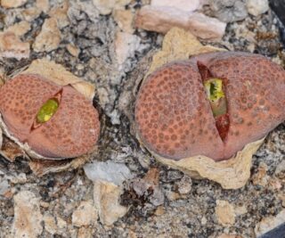 C350-7 conophytum verrucosum spec sidi barani kenhardt ex pv 1