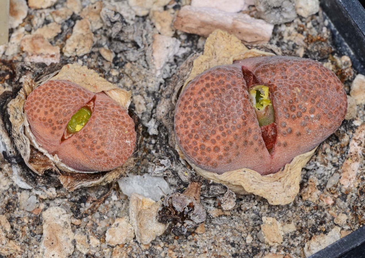 C350-7 conophytum verrucosum spec sidi barani kenhardt ex pv 1