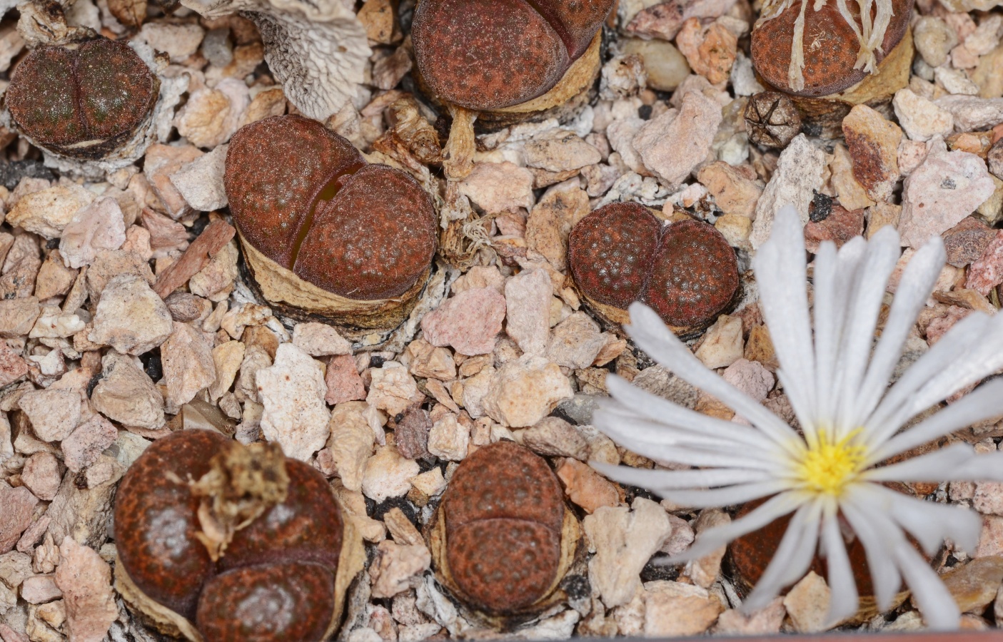 C350-7 conophytum verrucosum spec sidi barani kenhardt ex pv 2