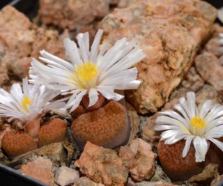 C350-8 conophytum verrucosum stofvlei mg1808 4 1