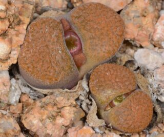C350-8 conophytum verrucosum stofvlei mg1808 4 2