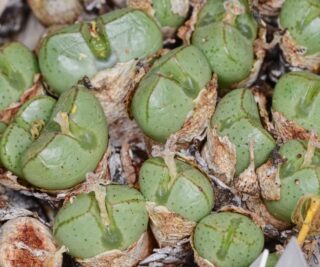 C352-3 conophytum violaciflorum no springbok mg1470 33 1