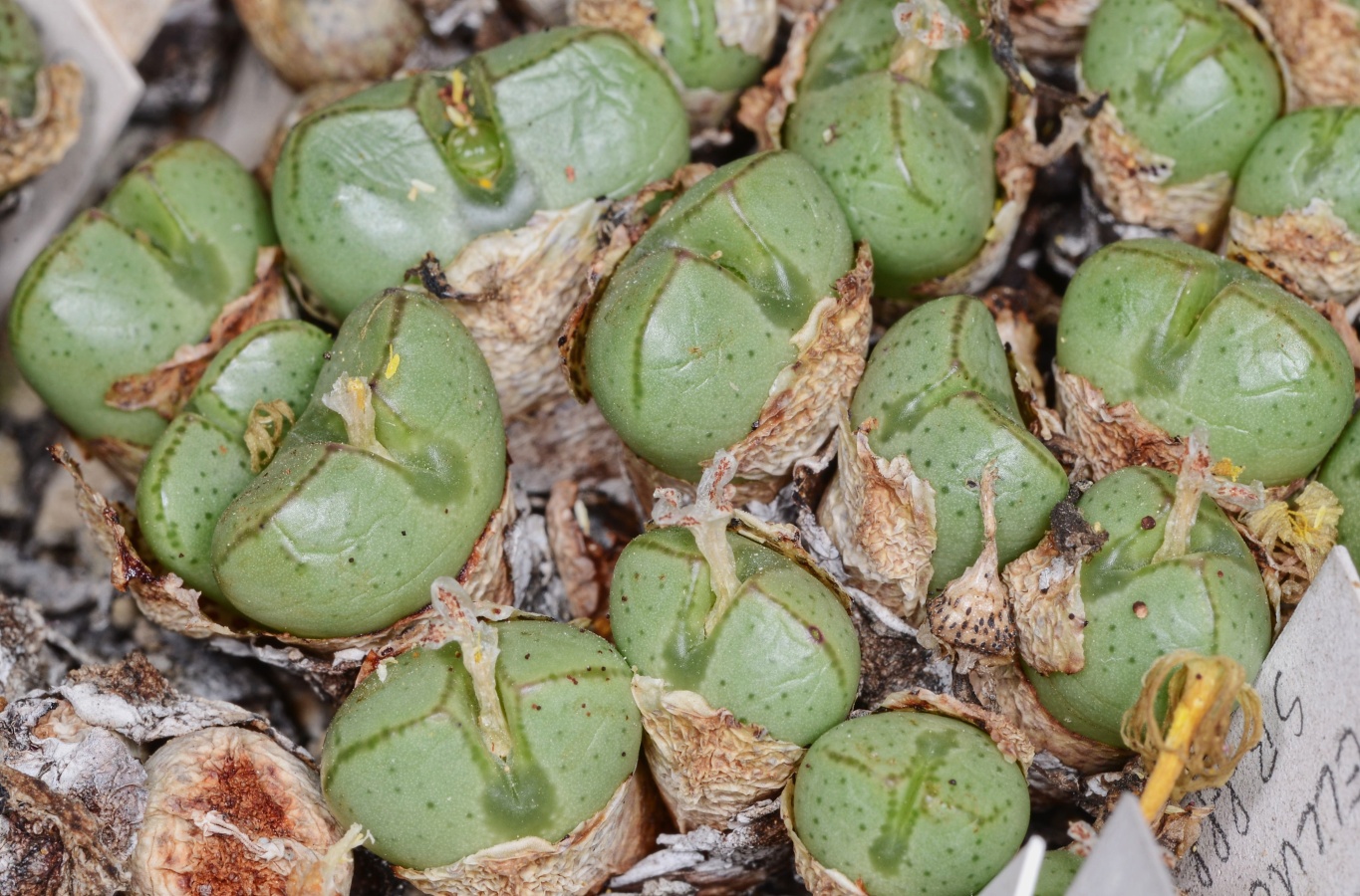C352-3 conophytum violaciflorum no springbok mg1470 33 1