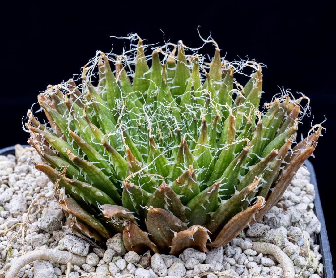 00258 haworthia arachnoidea var nigricans laxa foot of oubergpas montagu ib07151