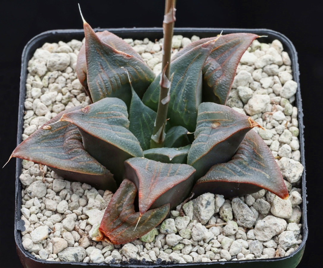 00461 haworthia retusa vernalis kruisrivier ne of riversdale jdv92 065