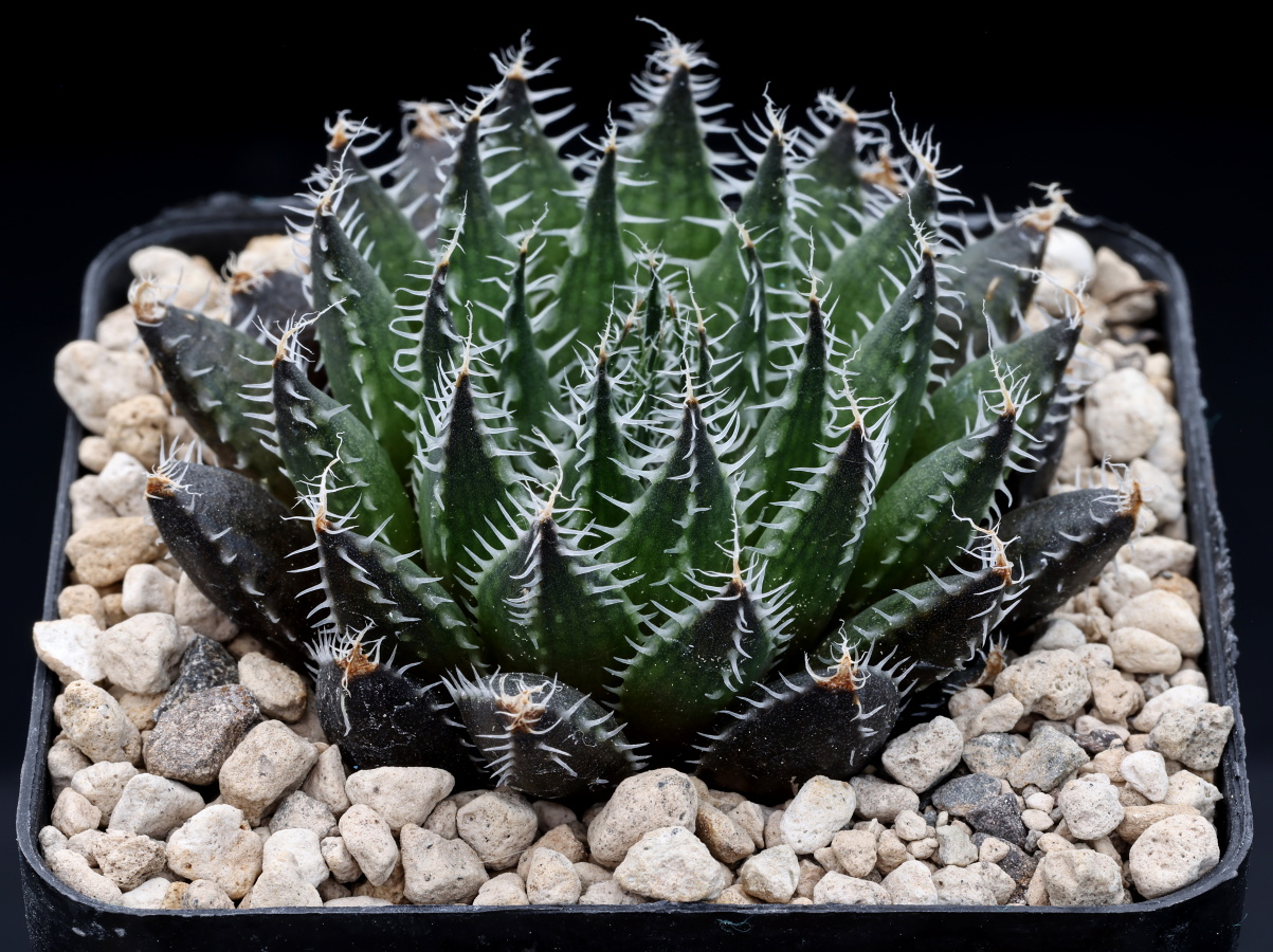 00591 haworthia arachnoidea var nigricans regens nn e of springfontein jme3 94