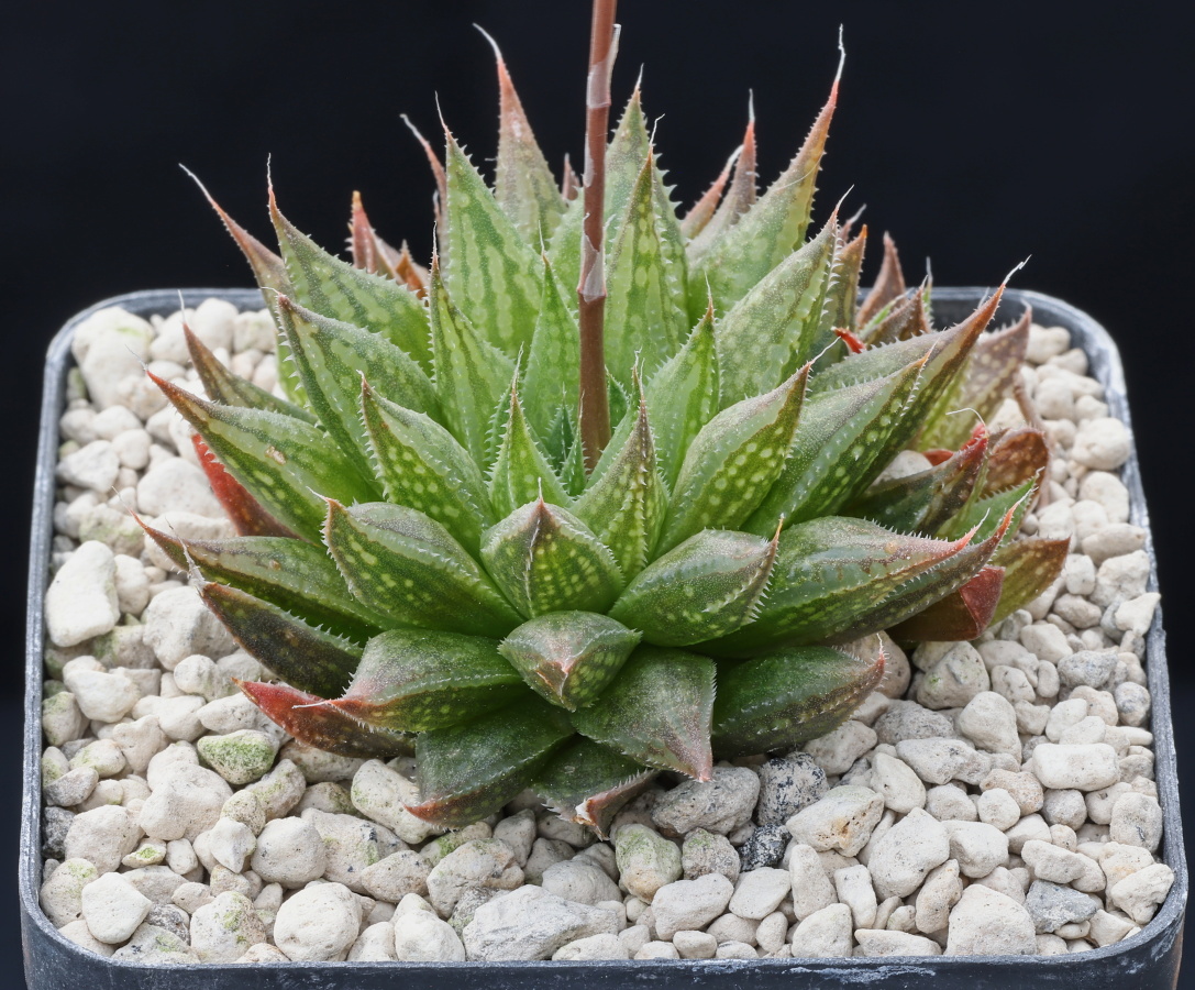 01148 haworthia maculata n of brandvlei dam worcester jdv88 029