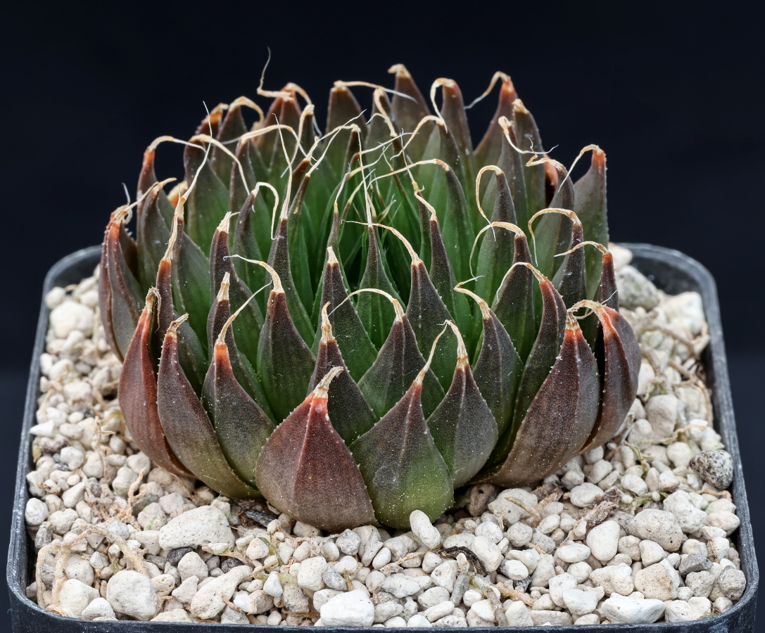 01150 cl2 haworthia arachnoidea var nigricans venteri ne of grootrivier w of ladismith