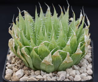 01223 haworthia decipiens beyersvlei pd2213 3
