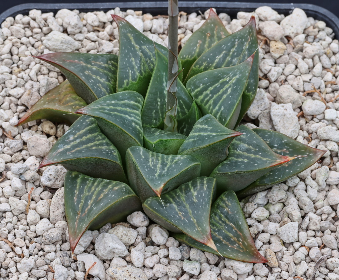 01300 cl5 haworthia retusa se of riversdale school jdv89 021