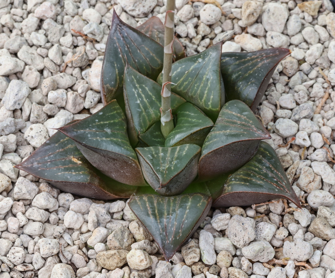 01300 cl6 haworthia retusa se of riversdale school jdv89 021